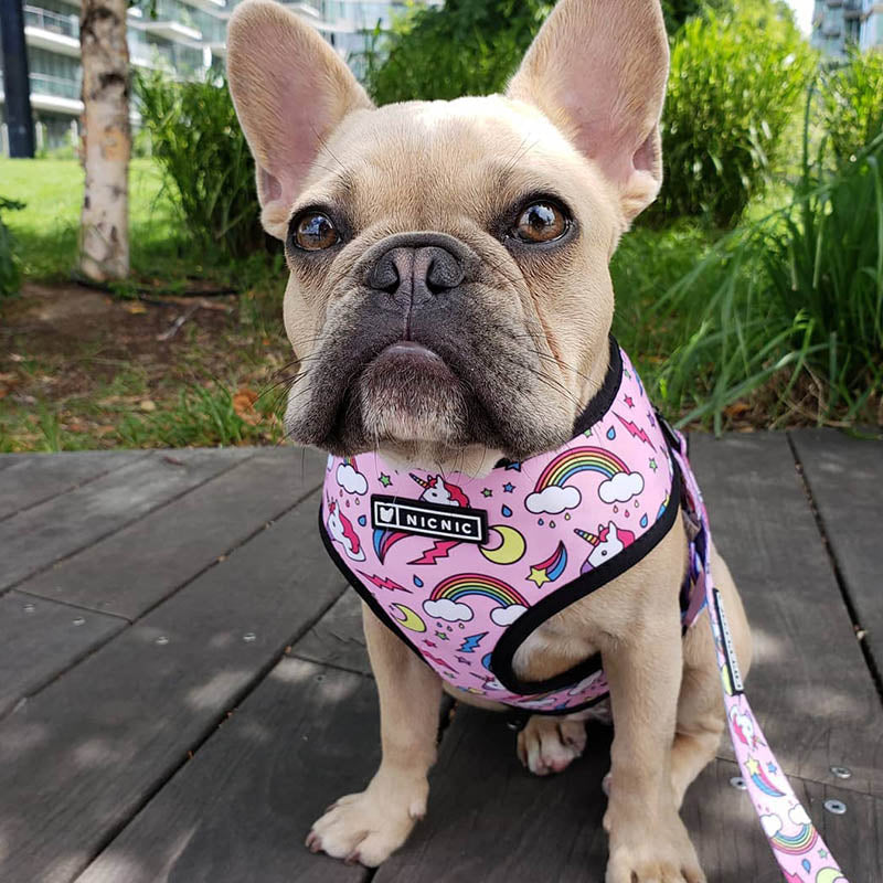 Pop Pattern Pink Magic and Unicorns Leash and Harness Set