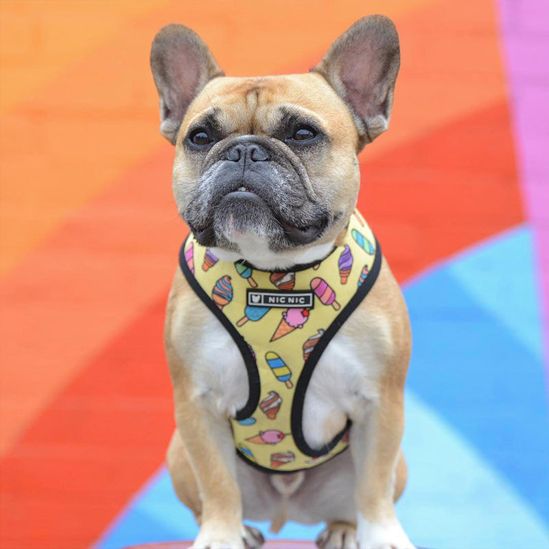 Pop Pattern Ice Cream Cone Leash and Harness Set