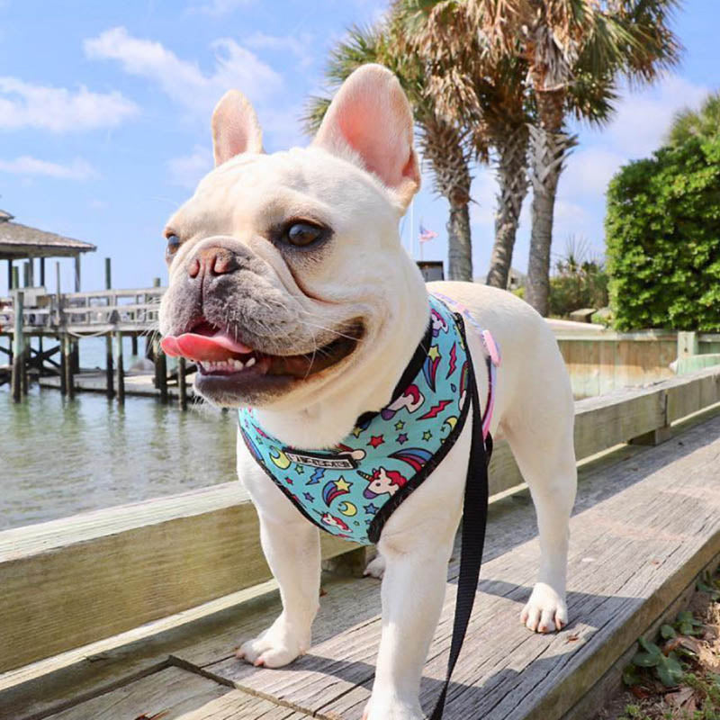 Pop Pattern Magic and Unicorns Leash and Harness Set
