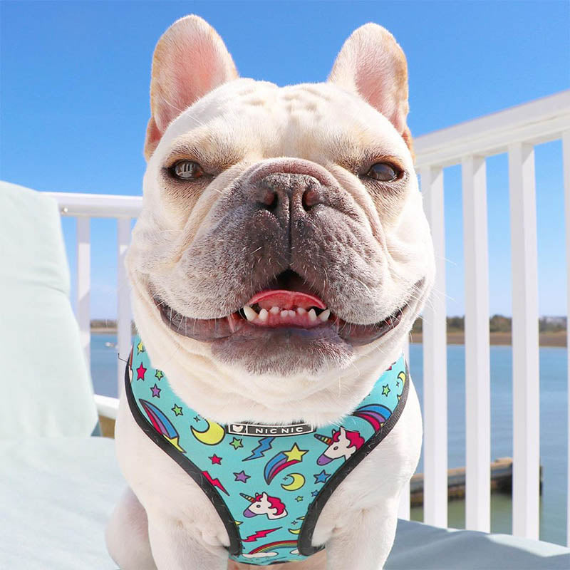 Pop Pattern Magic and Unicorns Leash and Harness Set