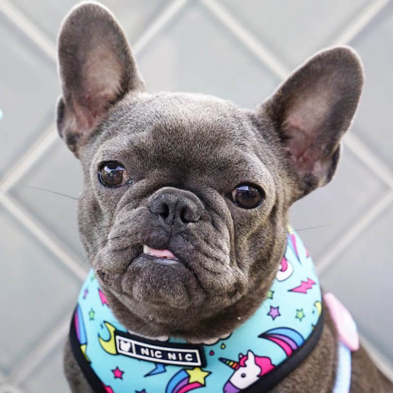 Pop Pattern Magic and Unicorns Leash and Harness Set
