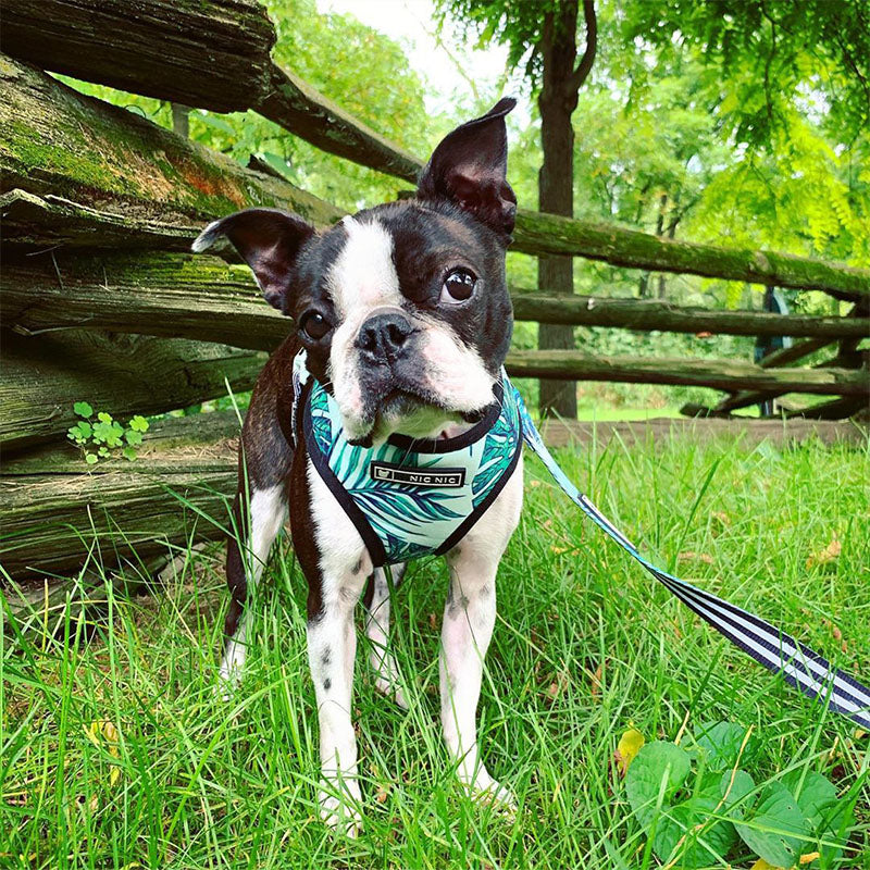 Tropical Palm Front Pop Pattern Leash and Harness Set