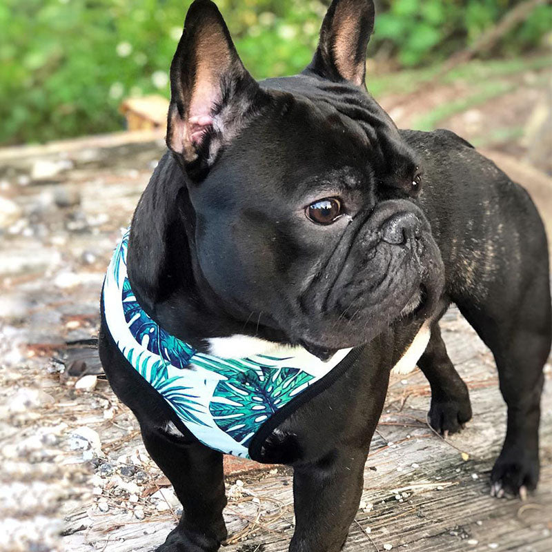 Tropical Palm Front Pop Pattern Leash and Harness Set