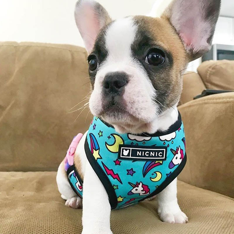 Pop Pattern Magic and Unicorns Leash and Harness Set