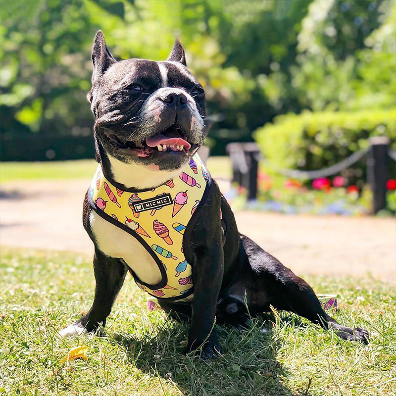 Pop Pattern Ice Cream Cone Leash and Harness Set