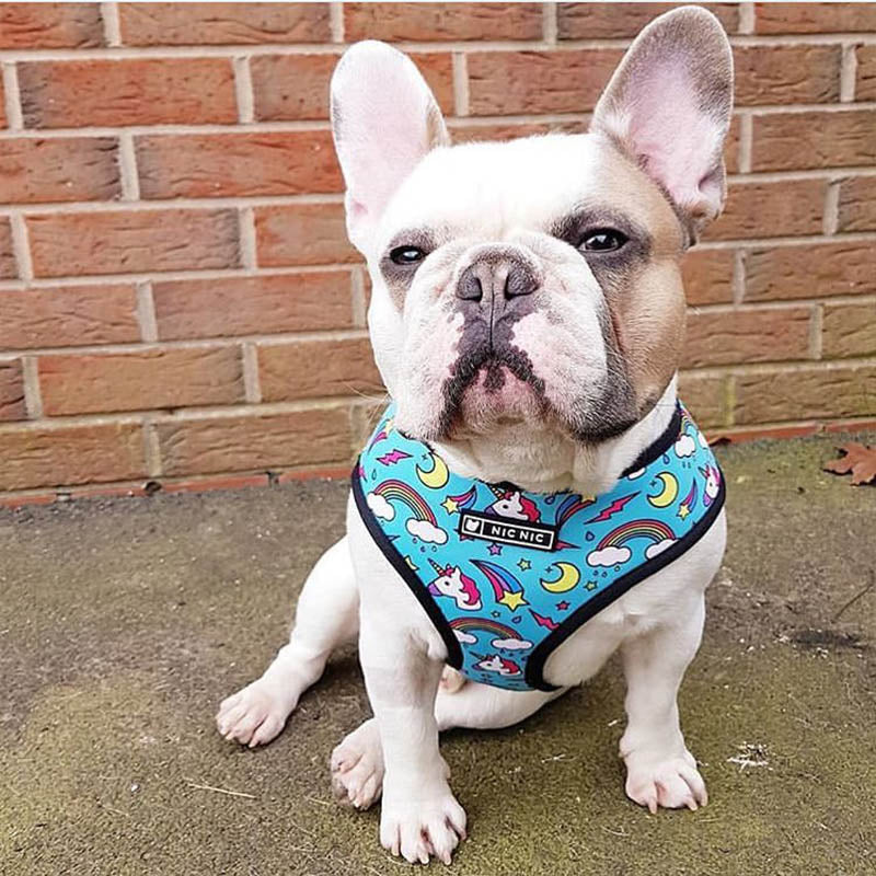 Pop Pattern Magic and Unicorns Leash and Harness Set