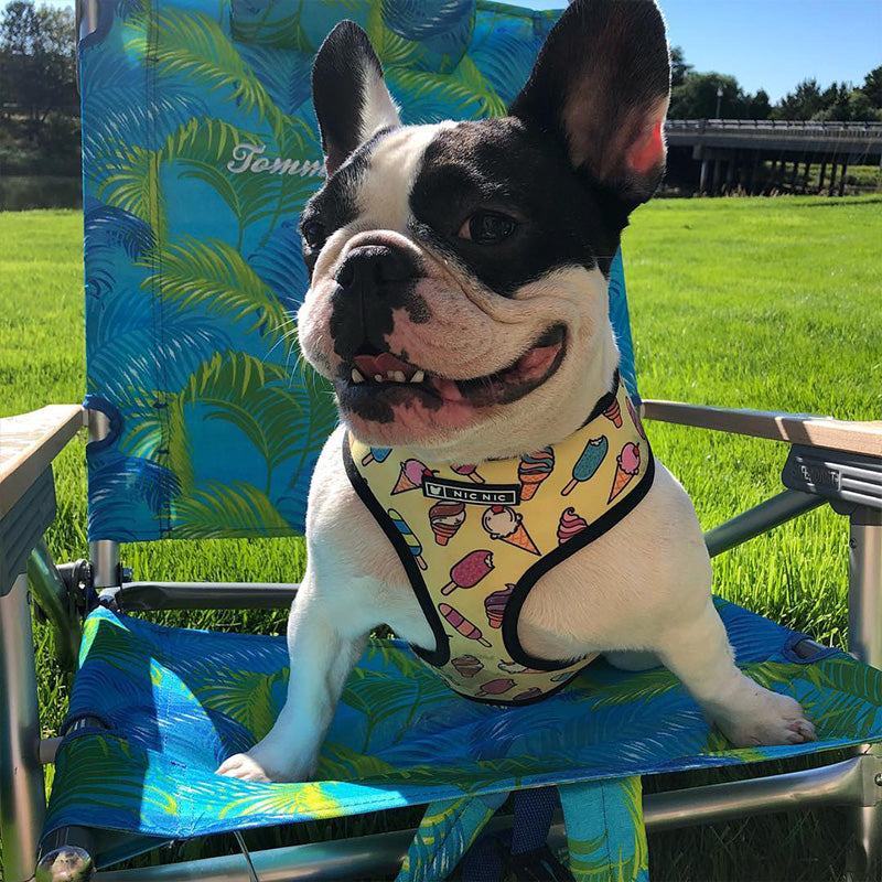 Pop Pattern Ice Cream Cone Leash and Harness Set