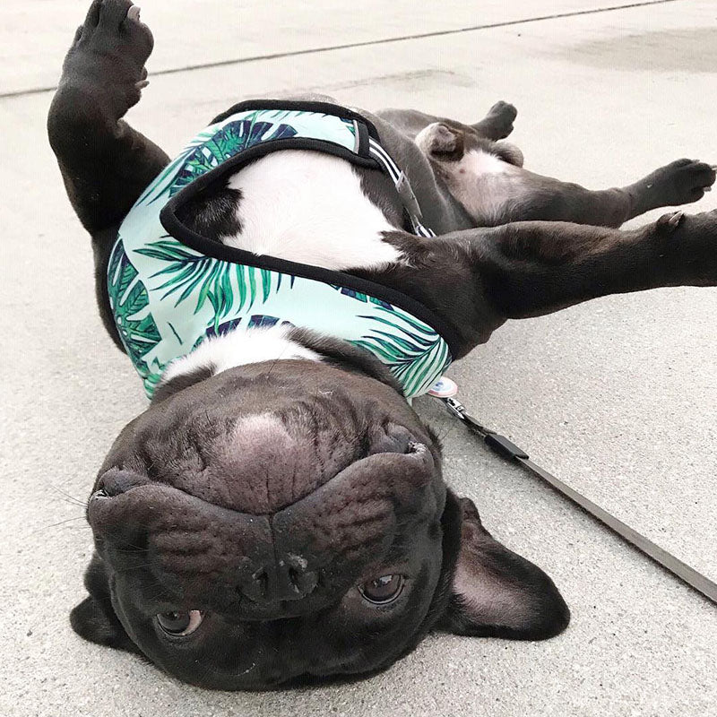Tropical Palm Front Pop Pattern Leash and Harness Set