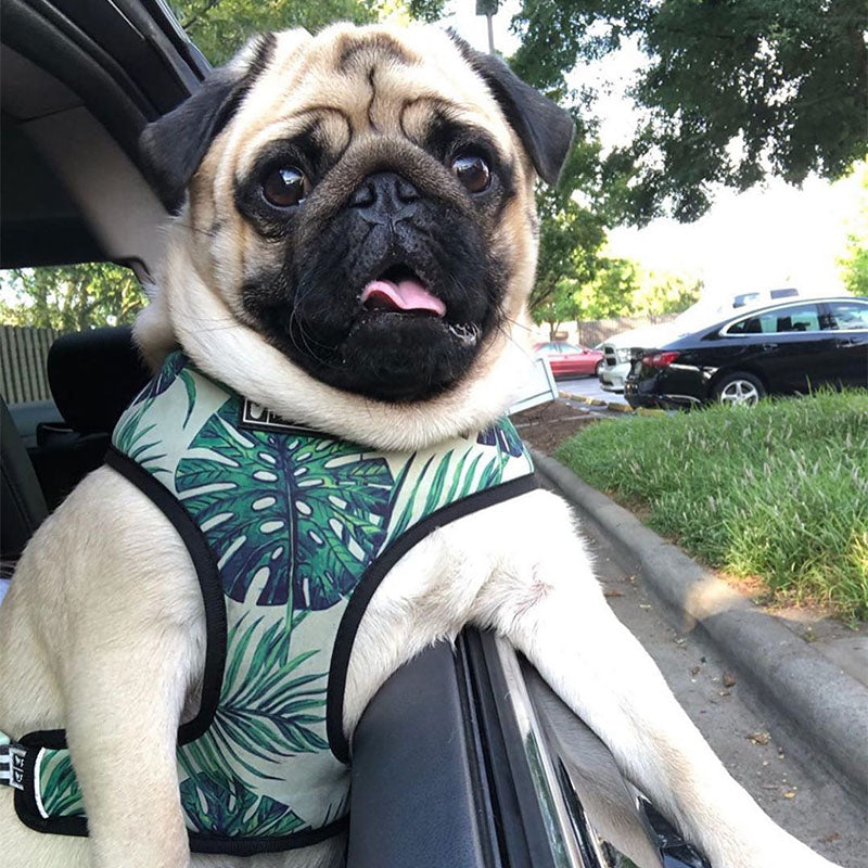 Tropical Palm Front Pop Pattern Leash and Harness Set