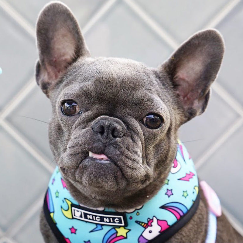 Pop Pattern Magic and Unicorns Leash and Harness Set