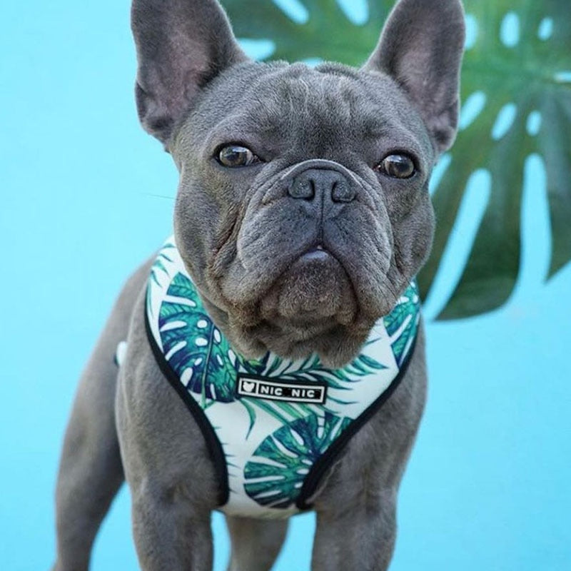Tropical Palm Front Pop Pattern Leash and Harness Set