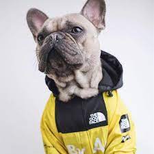 B.A.T.N. The Dog Face Dog Clothes - Jacket Sweater, Wind breaker Hoodie for Small Medium and Large Dog - Pet Clothing