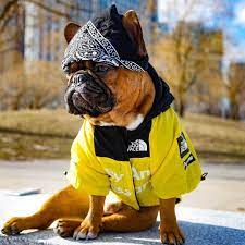 B.A.T.N. The Dog Face Dog Clothes - Jacket Sweater, Wind breaker Hoodie for Small Medium and Large Dog - Pet Clothing