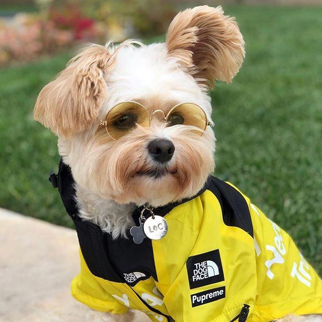 B.A.T.N. The Dog Face Dog Clothes - Jacket Sweater, Wind breaker Hoodie for Small Medium and Large Dog - Pet Clothing