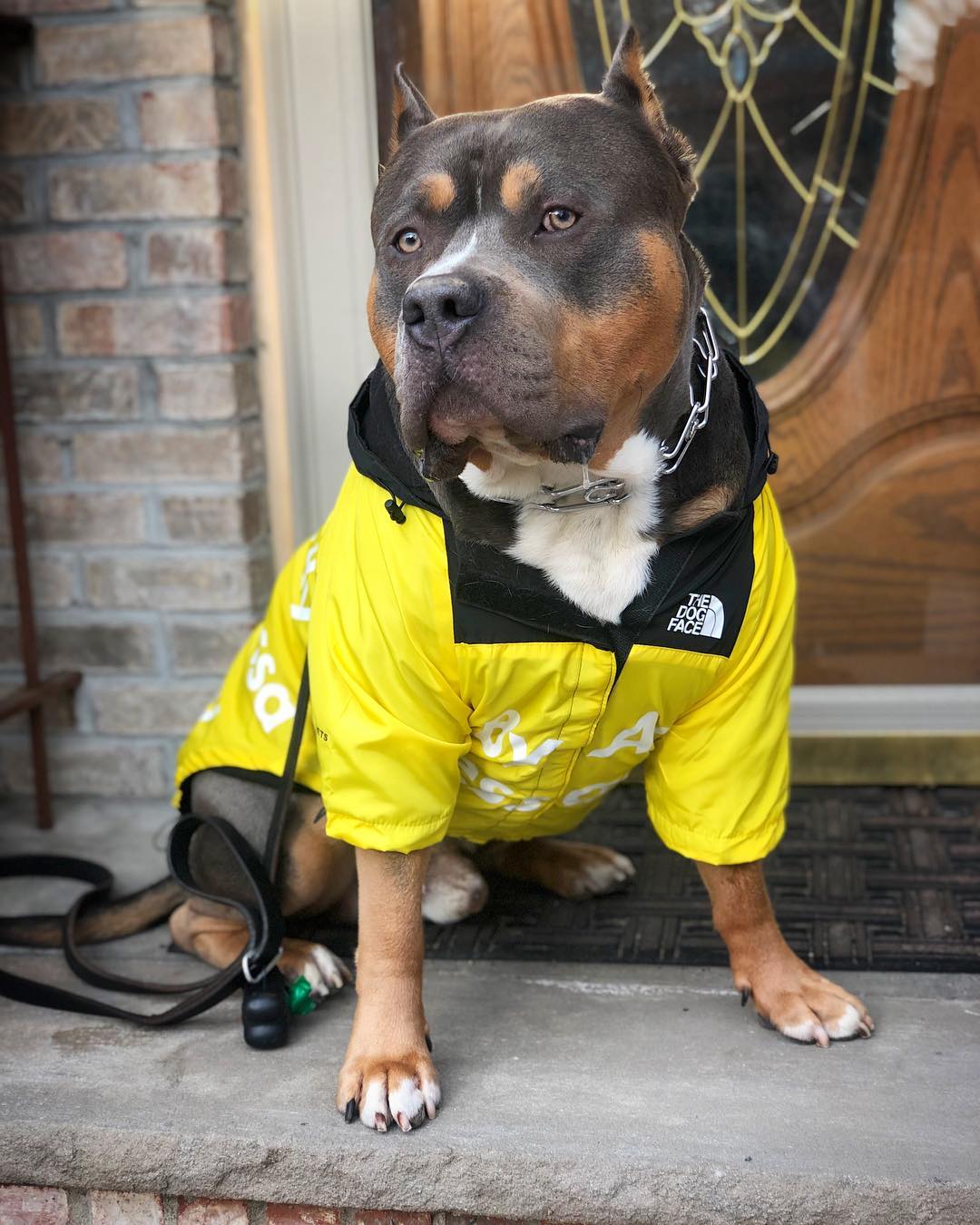 B.A.T.N. The Dog Face Dog Clothes - Jacket Sweater, Wind breaker Hoodie for Small Medium and Large Dog - Pet Clothing