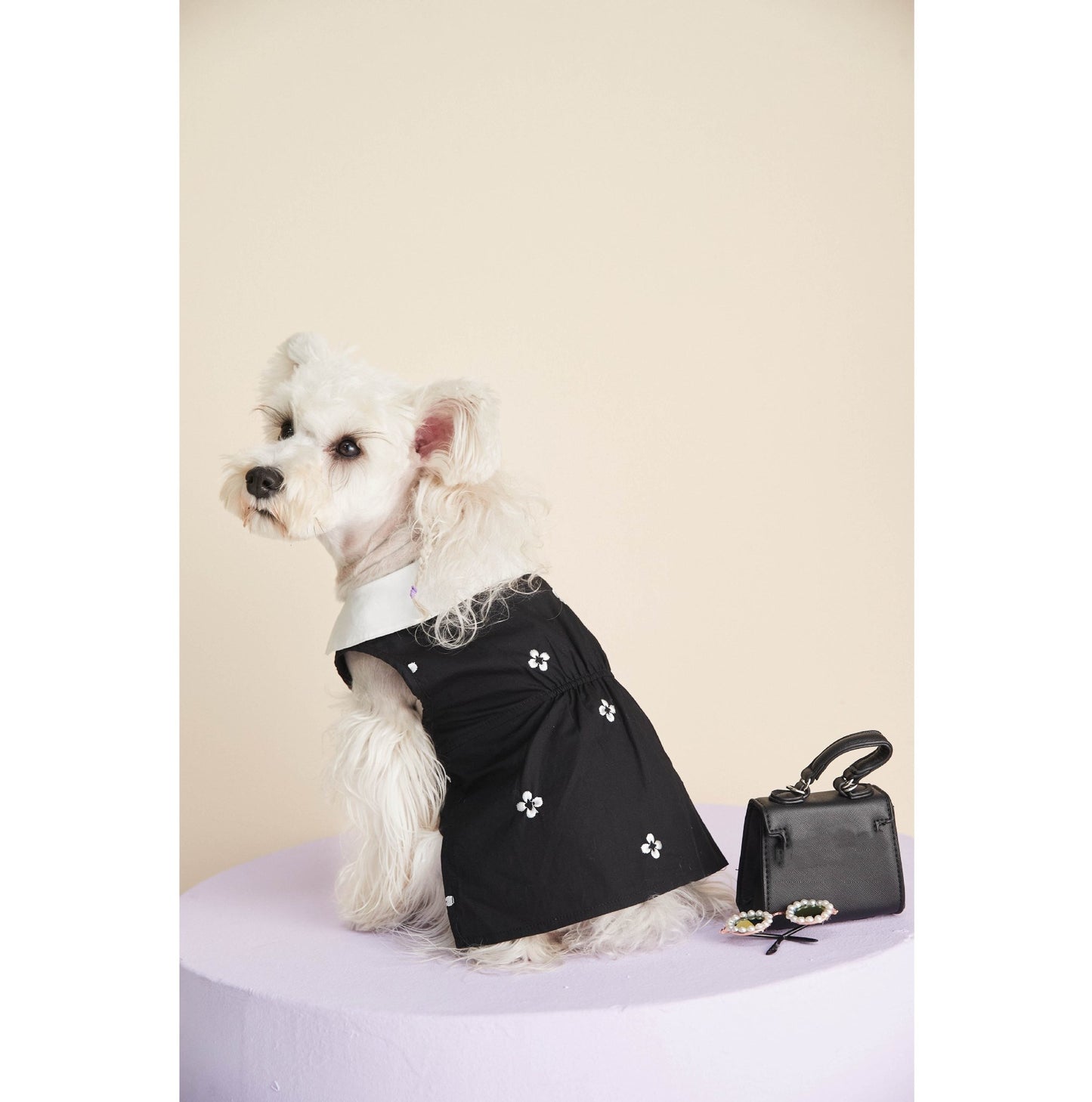Designer Dogs By Dior