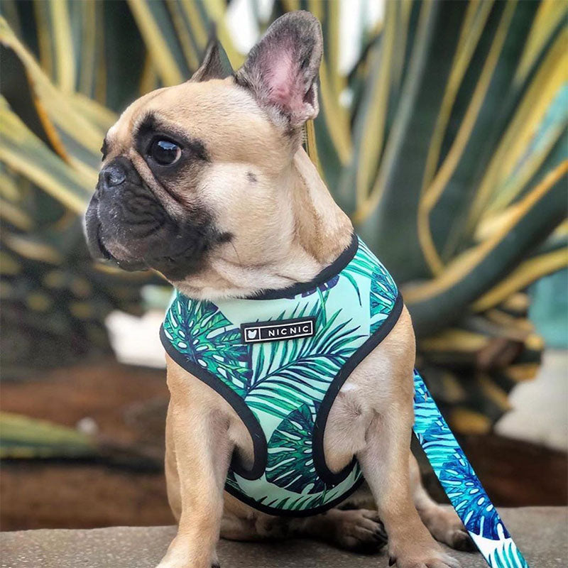Tropical Palm Front Pop Pattern Leash and Harness Set